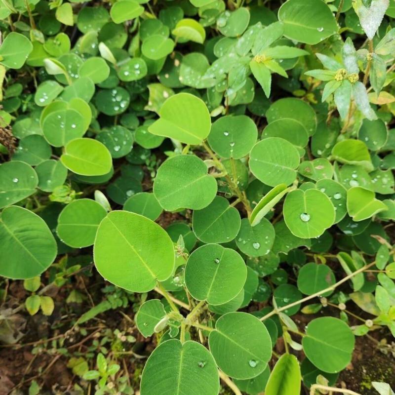 金钱草种子苗铜钱草种子马蹄香落地金钱净化草本植物种子