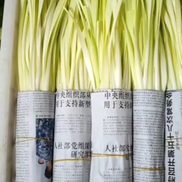 高品质韭黄，只做精品，质量保证