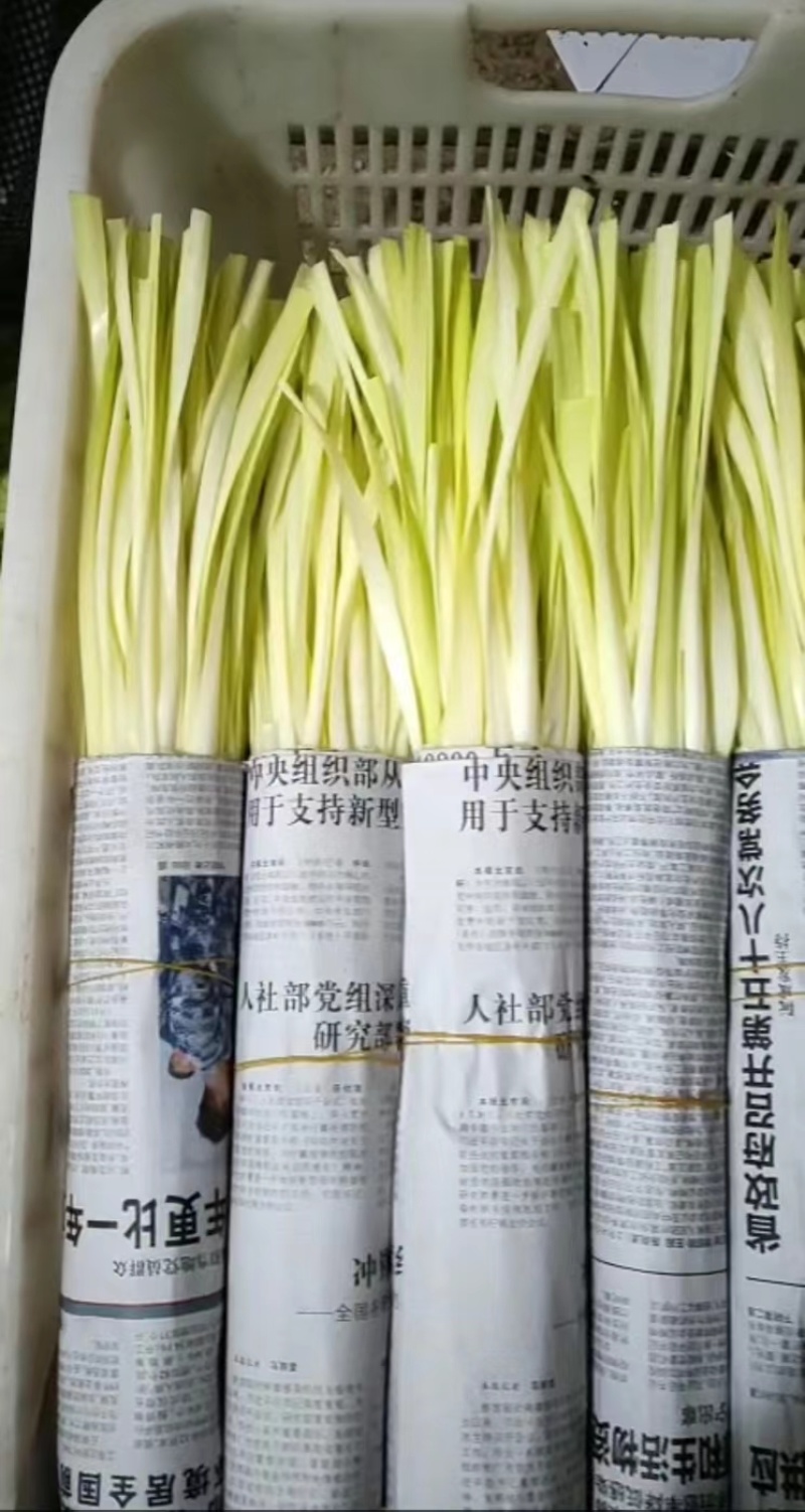 高品质韭黄，只做精品，质量保证