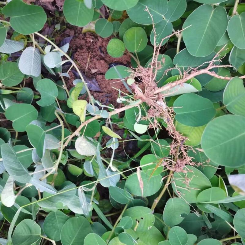 金钱草种子苗铜钱草种子马蹄香落地金钱净化草本植物种子
