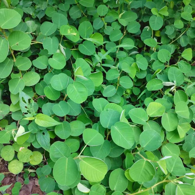 金钱草种子苗铜钱草种子马蹄香落地金钱净化草本植物种子