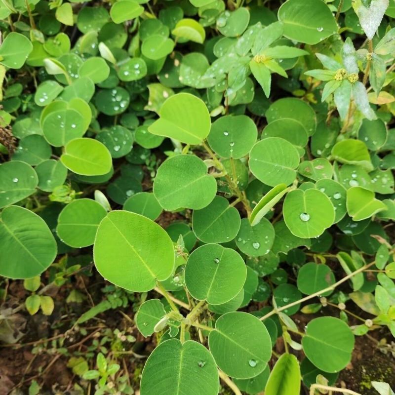 金钱草种子苗铜钱草种子马蹄香落地金钱净化草本植物种子