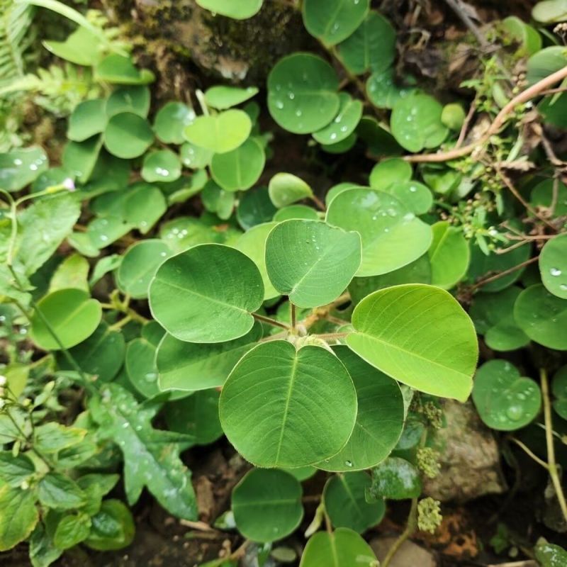 金钱草种子苗铜钱草种子马蹄香落地金钱净化草本植物种子