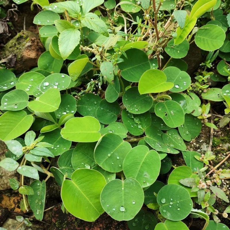 金钱草种子苗铜钱草种子马蹄香落地金钱净化草本植物种子