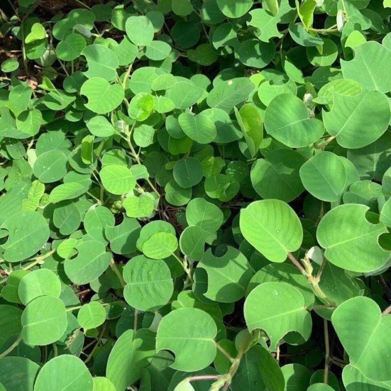 金钱草种子苗铜钱草种子马蹄香落地金钱净化草本植物种子