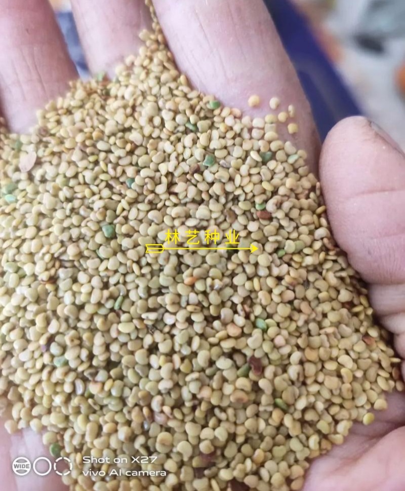 金钱草种子苗铜钱草种子马蹄香落地金钱净化草本植物种子
