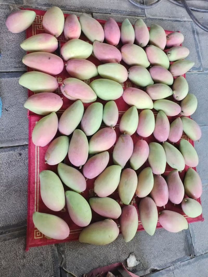 金煌芒果，个大饱满，有喜欢朋友私聊***********