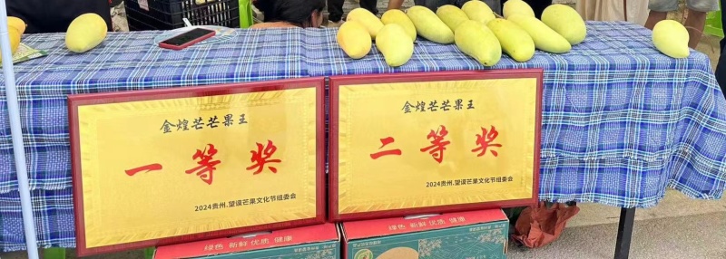 金煌芒果，个大饱满，有喜欢朋友私聊***********