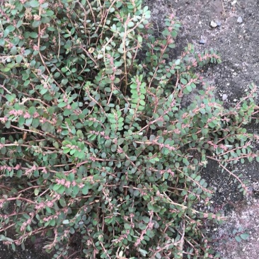 野生地锦草种子小飞扬草乳汁草奶浆草血见愁斑地锦耐寒二年生