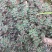 野生地锦草种子小飞扬草乳汁草奶浆草血见愁斑地锦耐寒二年生
