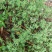 野生地锦草种子小飞扬草乳汁草奶浆草血见愁斑地锦耐寒二年生
