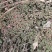 野生地锦草种子小飞扬草乳汁草奶浆草血见愁斑地锦耐寒二年生