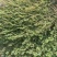 野生地锦草种子小飞扬草乳汁草奶浆草血见愁斑地锦耐寒二年生