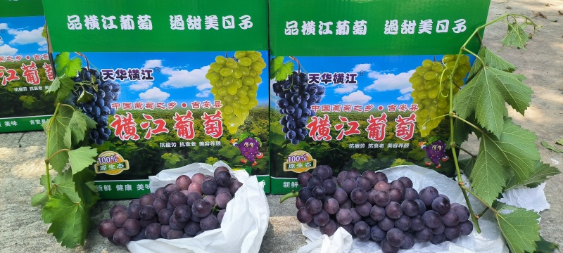 横江葡萄
