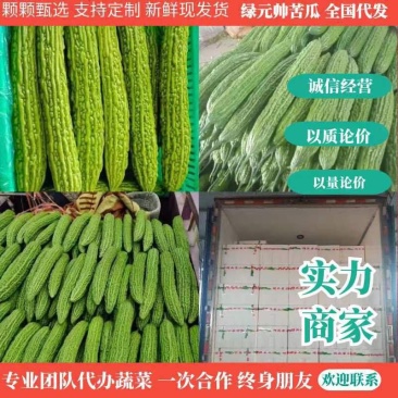 【商家推荐】兰陵县绿元帅苦瓜、新鲜苦瓜采摘、一手货源