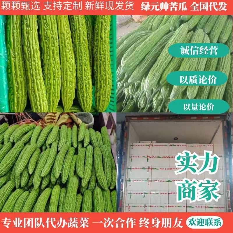 【商家推荐】兰陵县绿元帅苦瓜、新鲜苦瓜采摘、一手货源