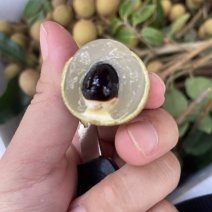 福建诏安自家种植储良龙眼欢迎合作🤝价格优势👌
