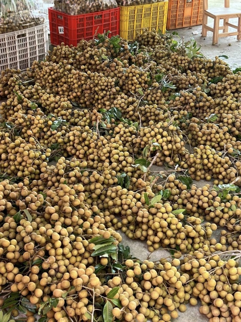 自家种植储良龙眼现摘现发**新鲜👌