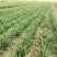 江苏韭菜苔韮苔基地直发保质保量大量现货对接商超电商团购