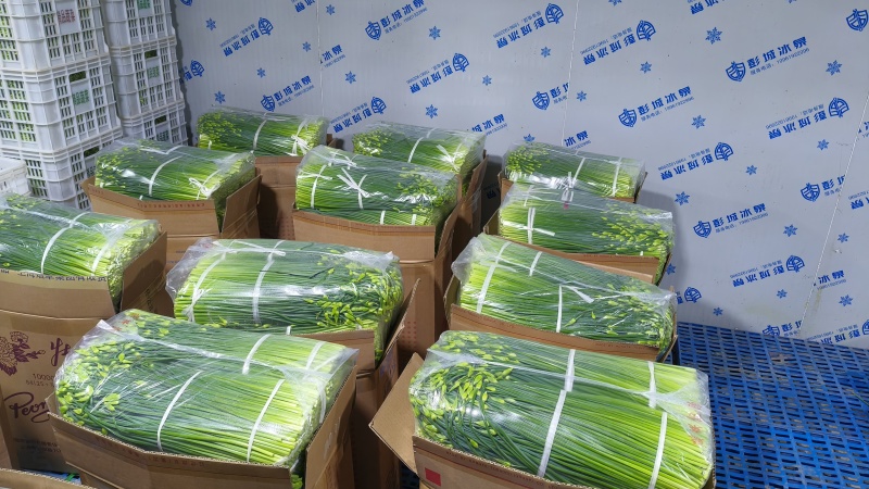 江苏韭菜苔韮苔基地直发保质保量大量现货对接商超电商团购