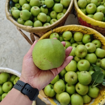 翠冠梨