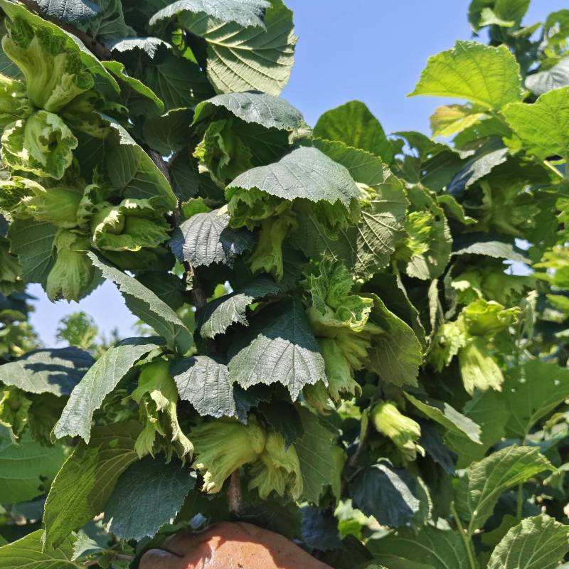 唐山大榛子鲜果干果