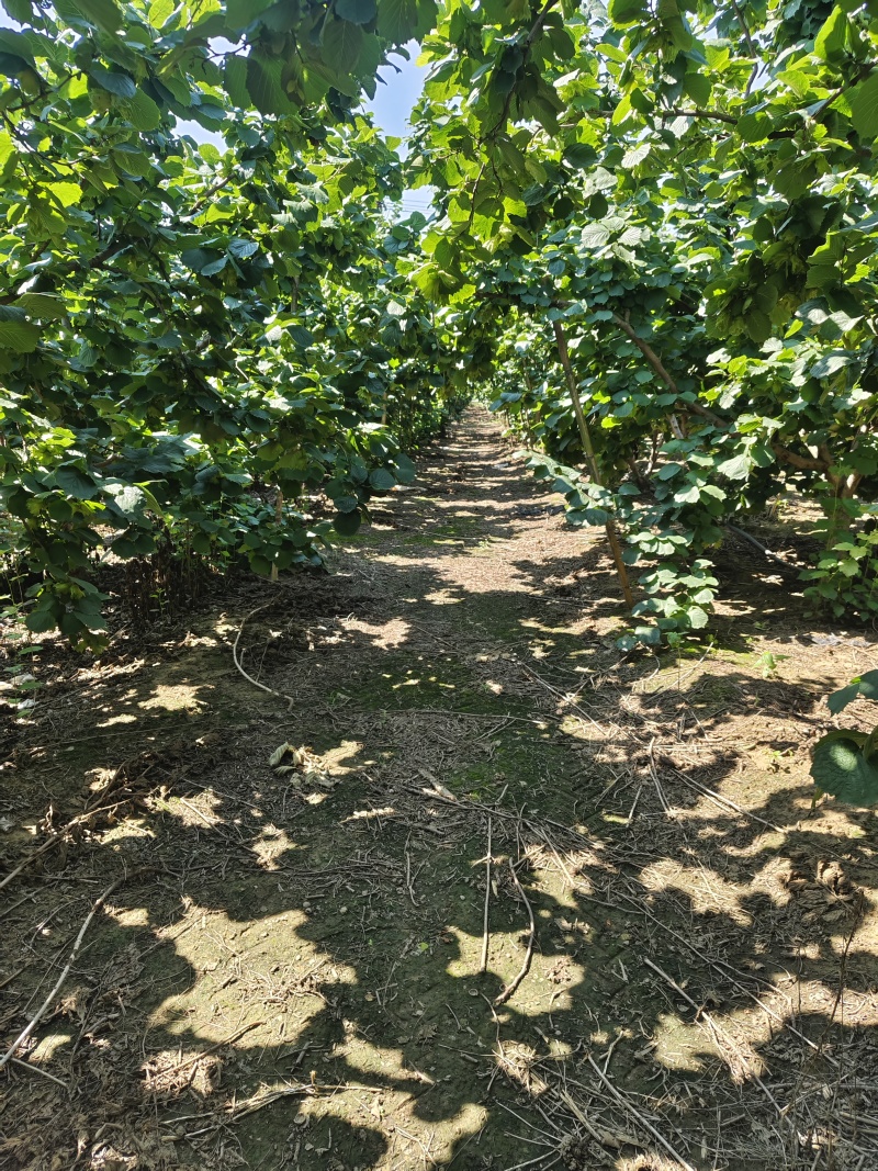 唐山大榛子鲜果干果