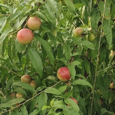 山西省临猗县珍珠枣油桃大量上市