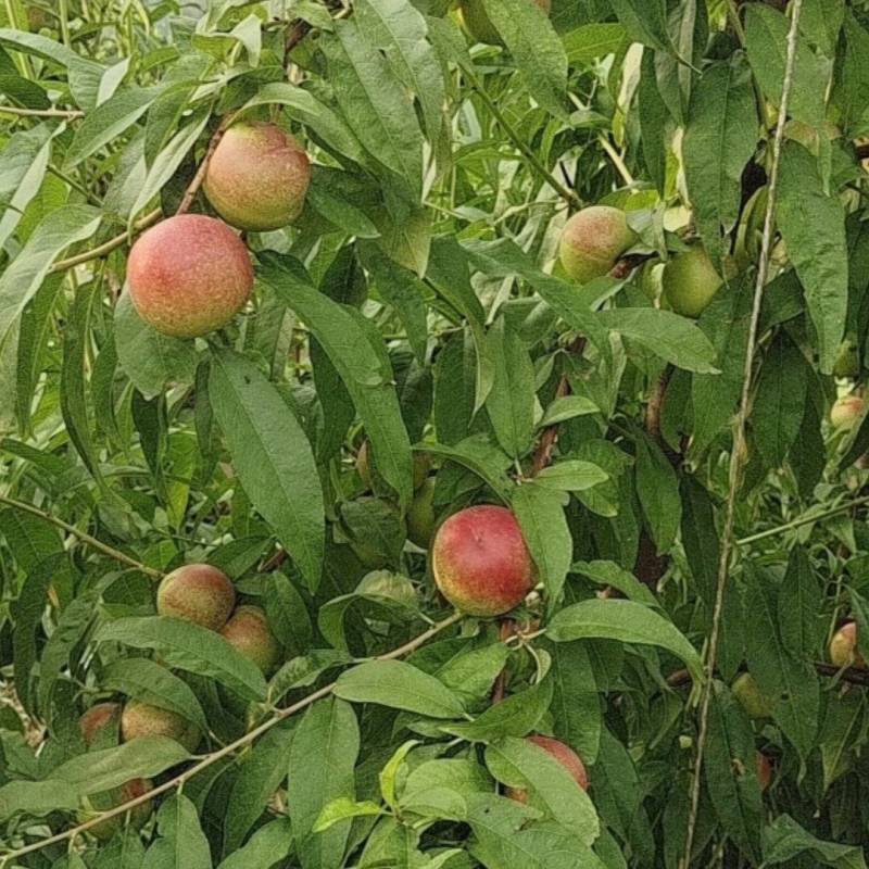 山西省临猗县珍珠枣油桃大量上市