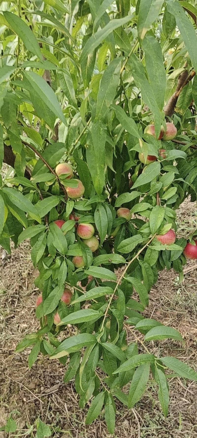 山西省临猗县珍珠枣油桃大量上市