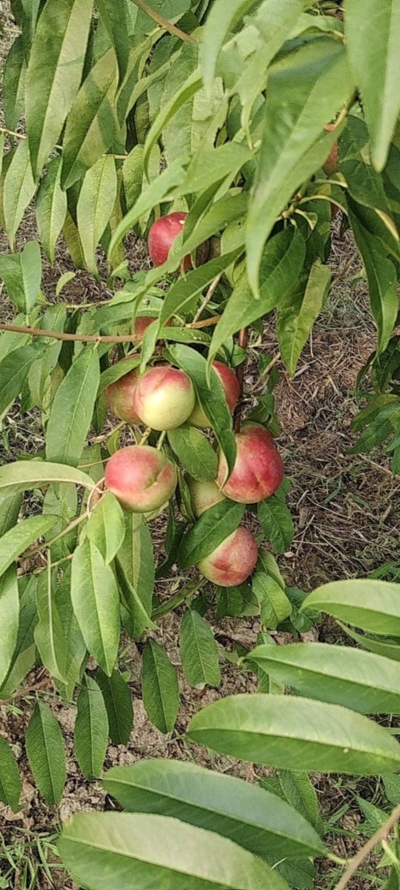 山西省临猗县珍珠枣油桃大量上市