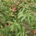 山西省临猗县珍珠枣油桃大量上市