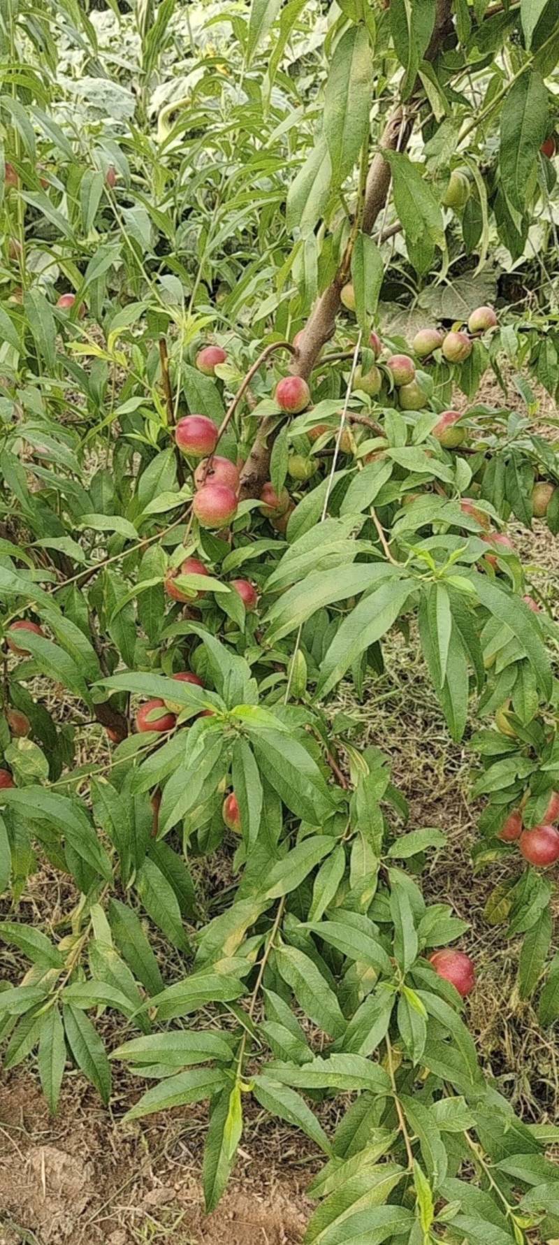山西省临猗县珍珠枣油桃大量上市