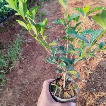中叶栀子花四川趴枝玫瑰栀子趴枝玫瑰