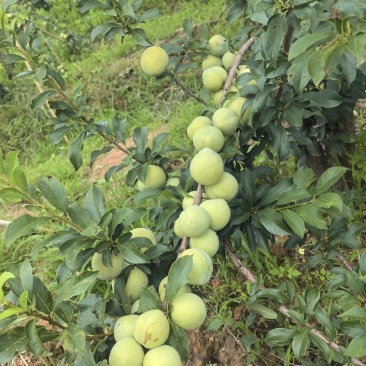 云南桃李糖度15-25