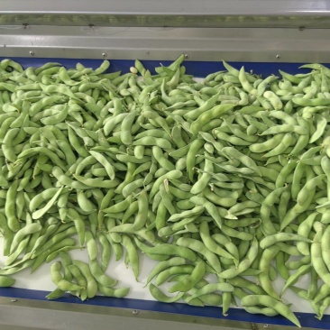 毛豆