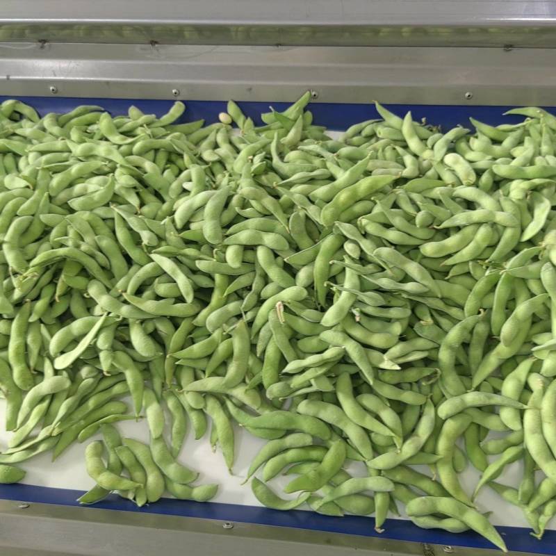 毛豆
