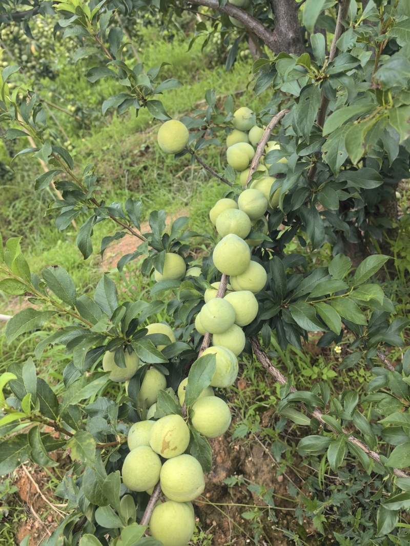 云南桃李糖度15-25
