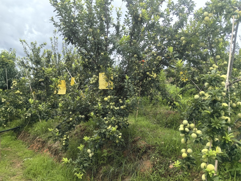 云南桃李糖度15-25