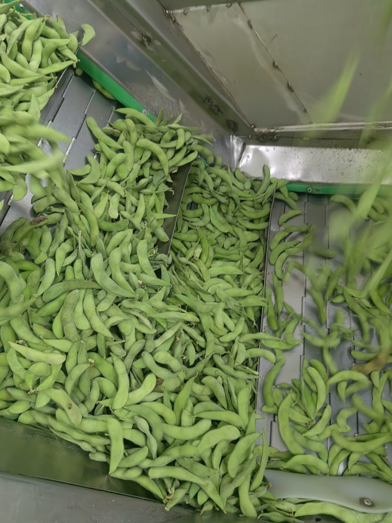 毛豆