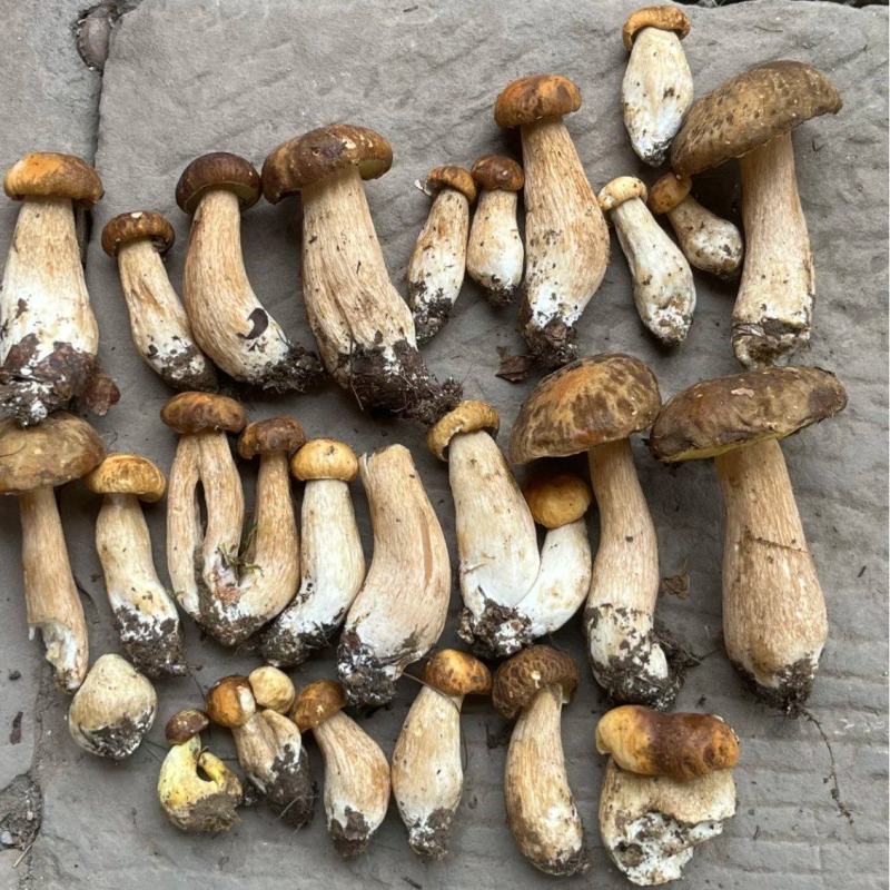 美味牛肝菌2025新鲜上市，产地直供