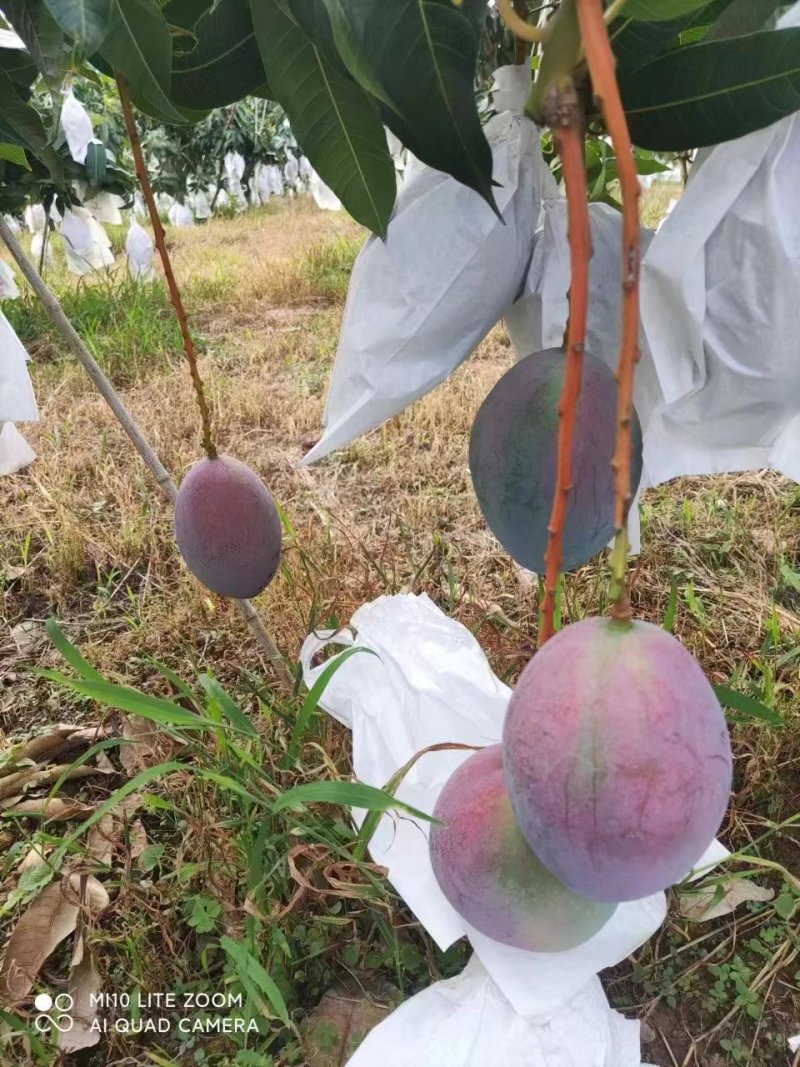 攀枝凯特芒，味道甜，颜色漂亮，个头大，欢迎各位老板前来洽