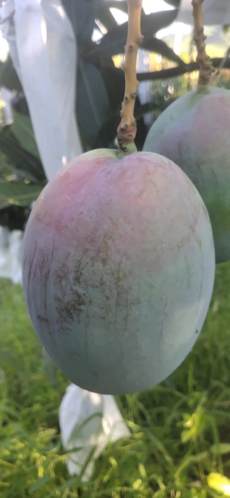 攀枝凯特芒，味道甜，颜色漂亮，个头大，欢迎各位老板前来洽