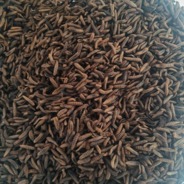 黑水虻凤凰虫活虫虫干