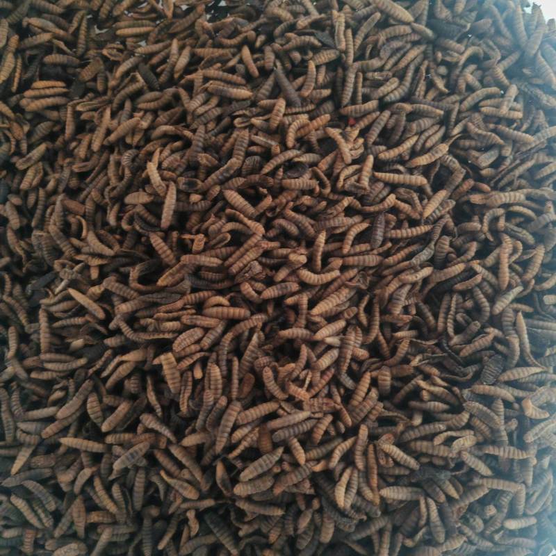 黑水虻凤凰虫活虫虫干