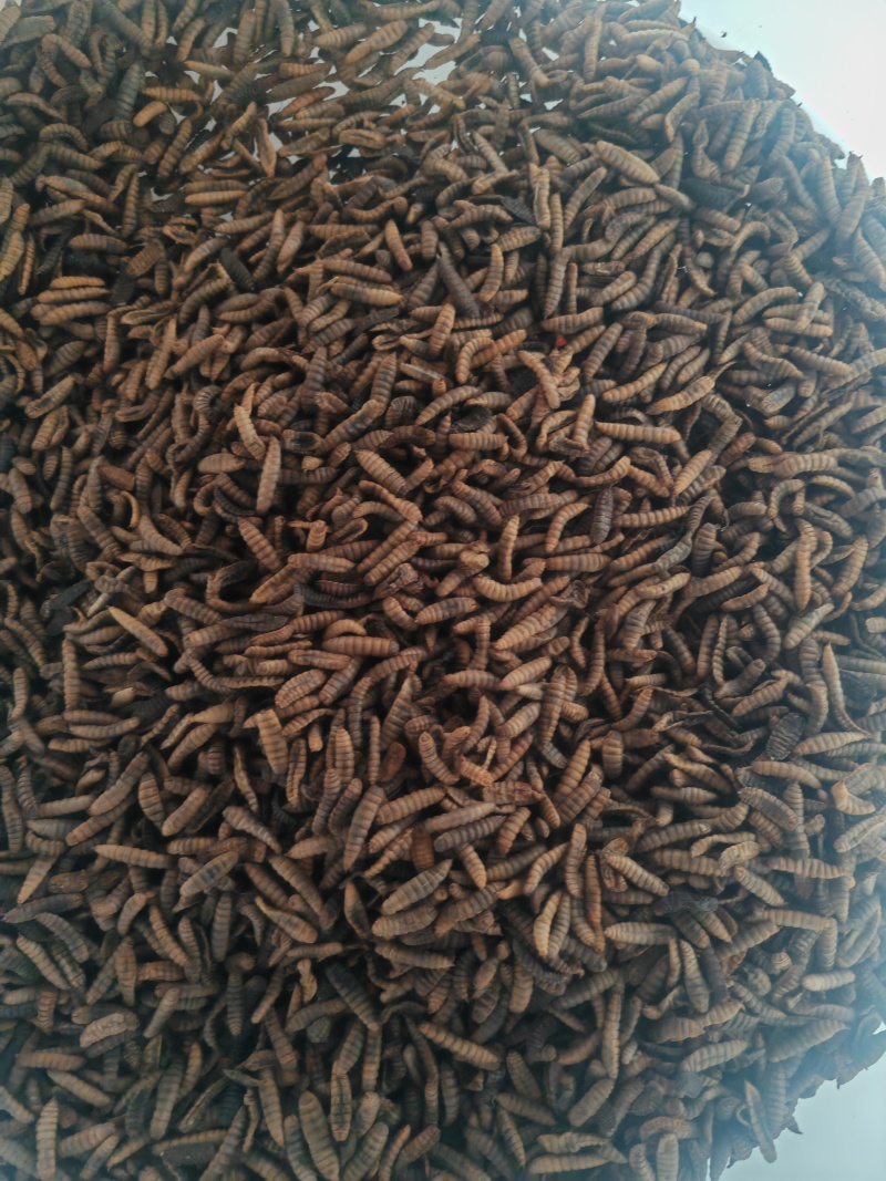 黑水虻凤凰虫活虫虫干
