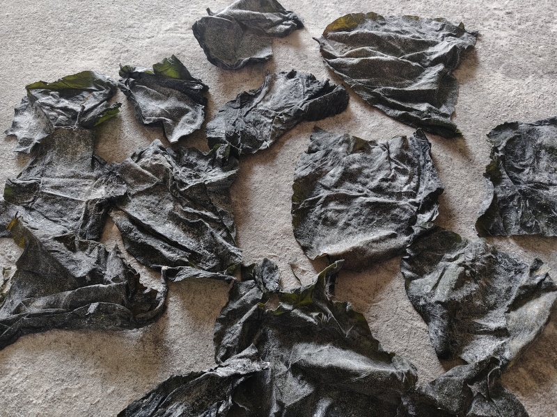 半干海带头，干度好，微瑕疵厚度一般食堂饭馆自用性价比高！