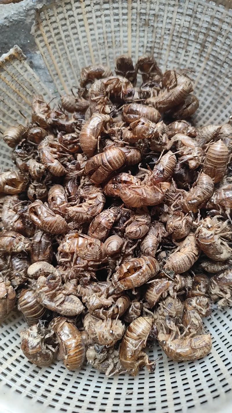 24小时在线服务|厂家直销|蝉蜕|***源自自然的纯净味道