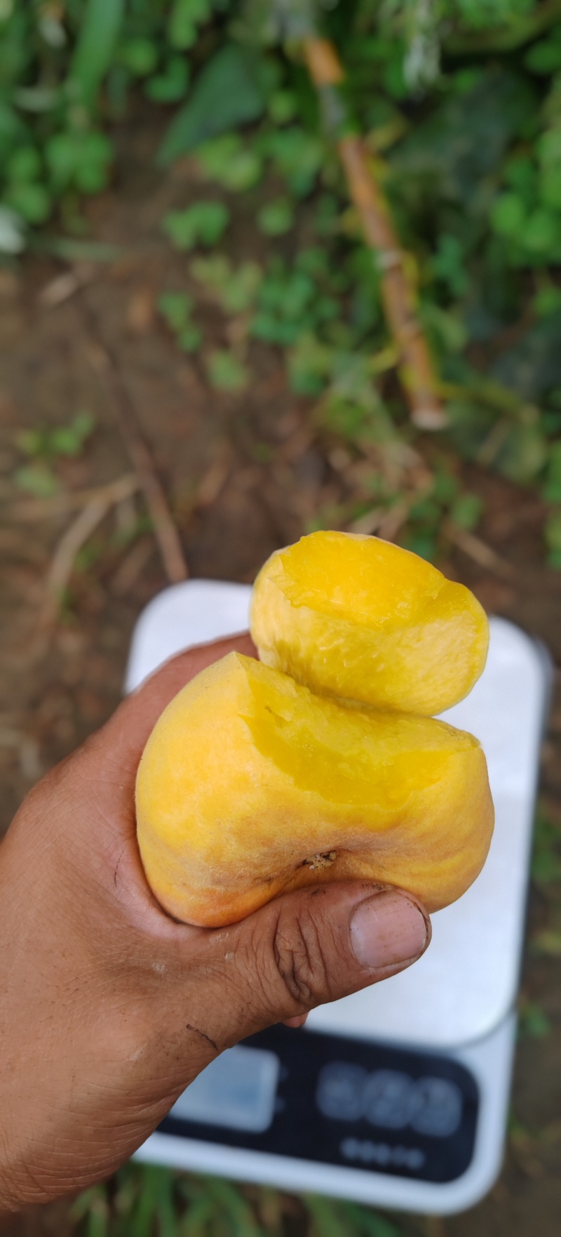 蟠桃