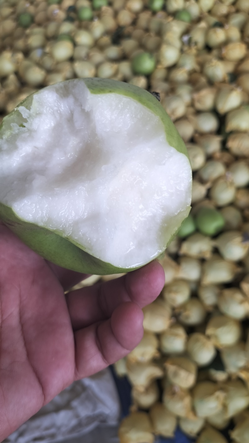 青皇冠梨，果面干净，翠玉梨元黄梨秋月梨产区鲜果，精选